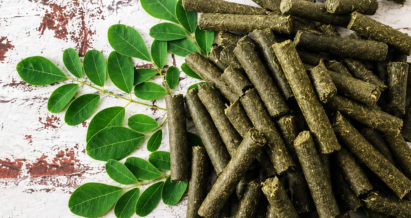 Moringa Animal Feed